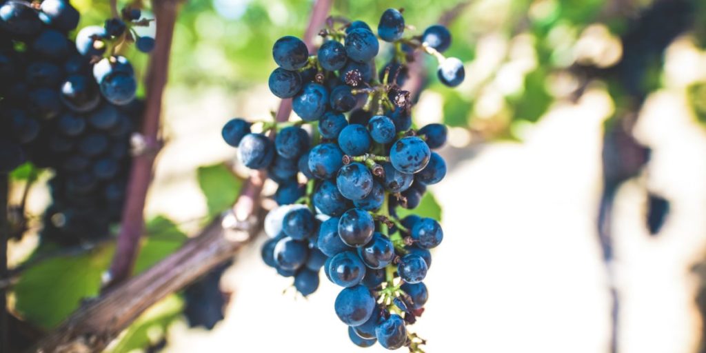 Le Fruit de l’Esprit