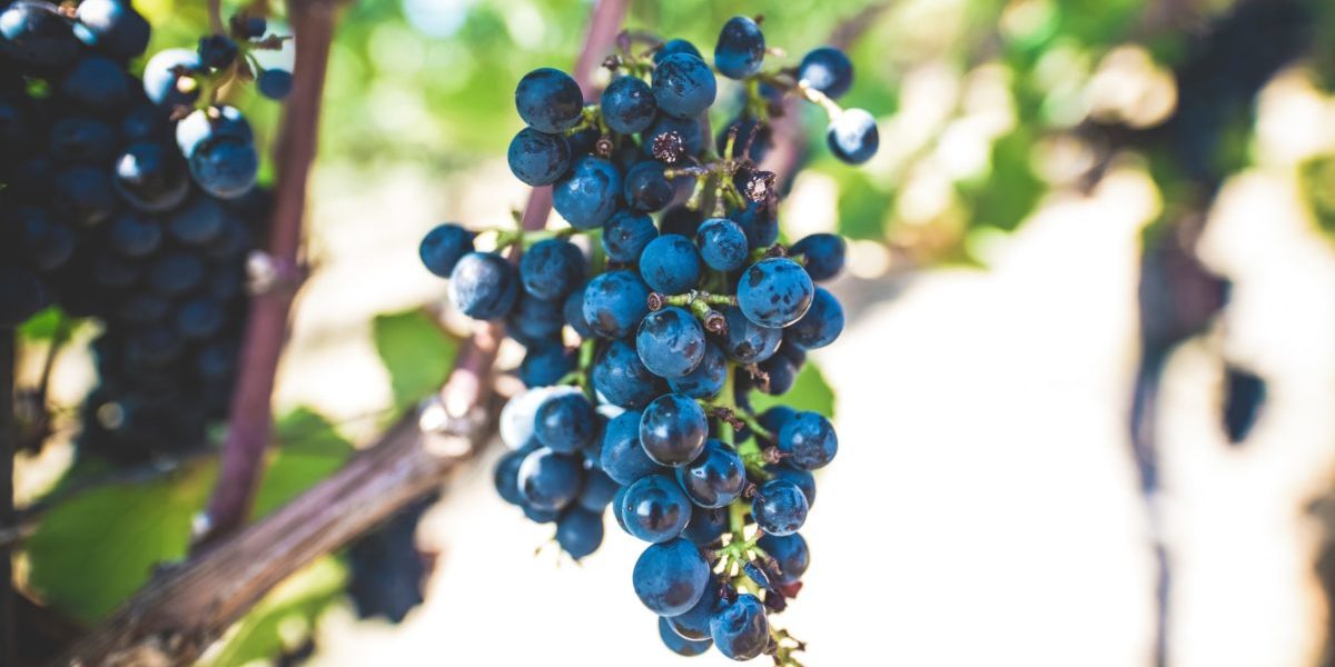 Le Fruit de l’Esprit