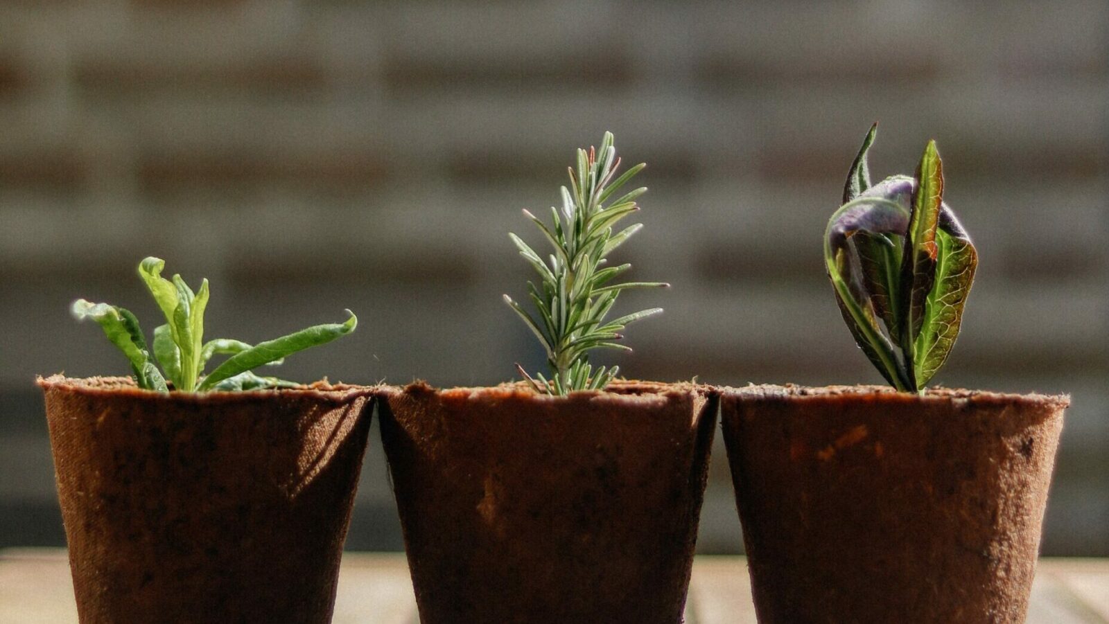Cadeaux de Croissance