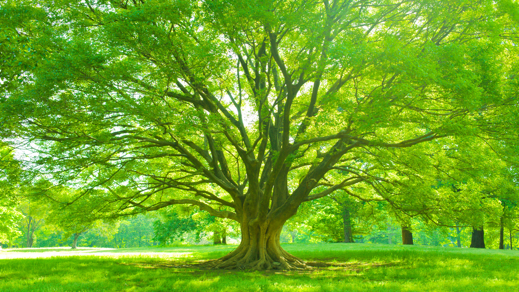 Jésus, le Fils de David
